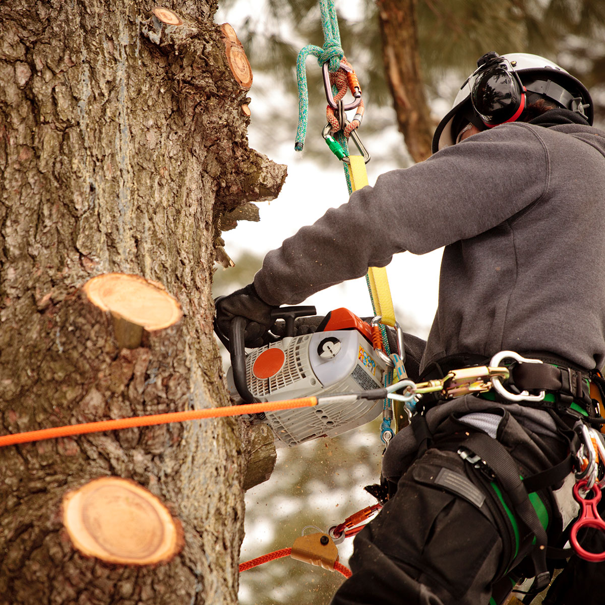 Why Do You Need Arborist