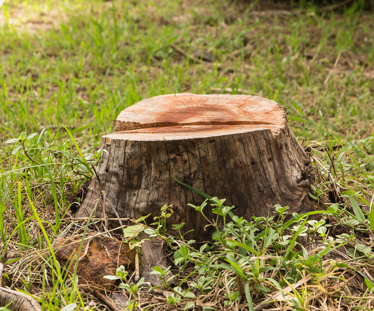 Why Remove Tree Stumps