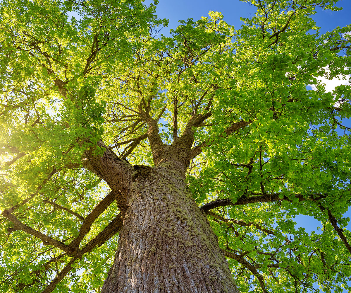 Our Tree Assessment Process