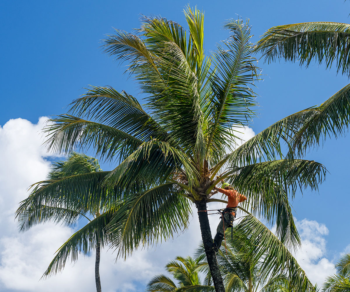 Palm Tree Removal Services