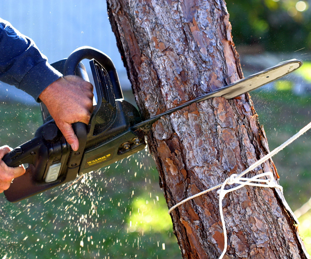 Safe Tree Removal