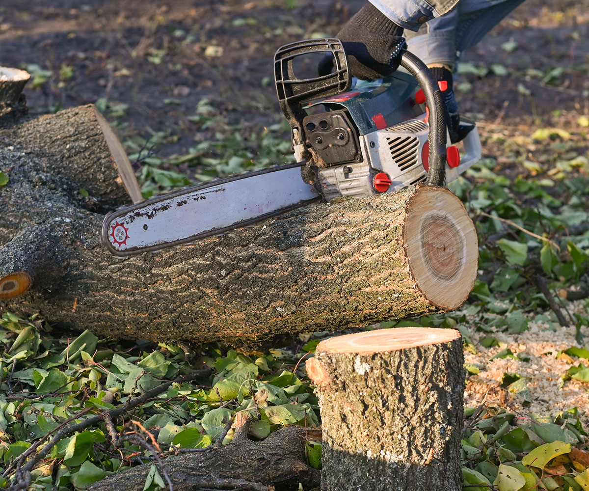 Is Tree Removal the Right Choice