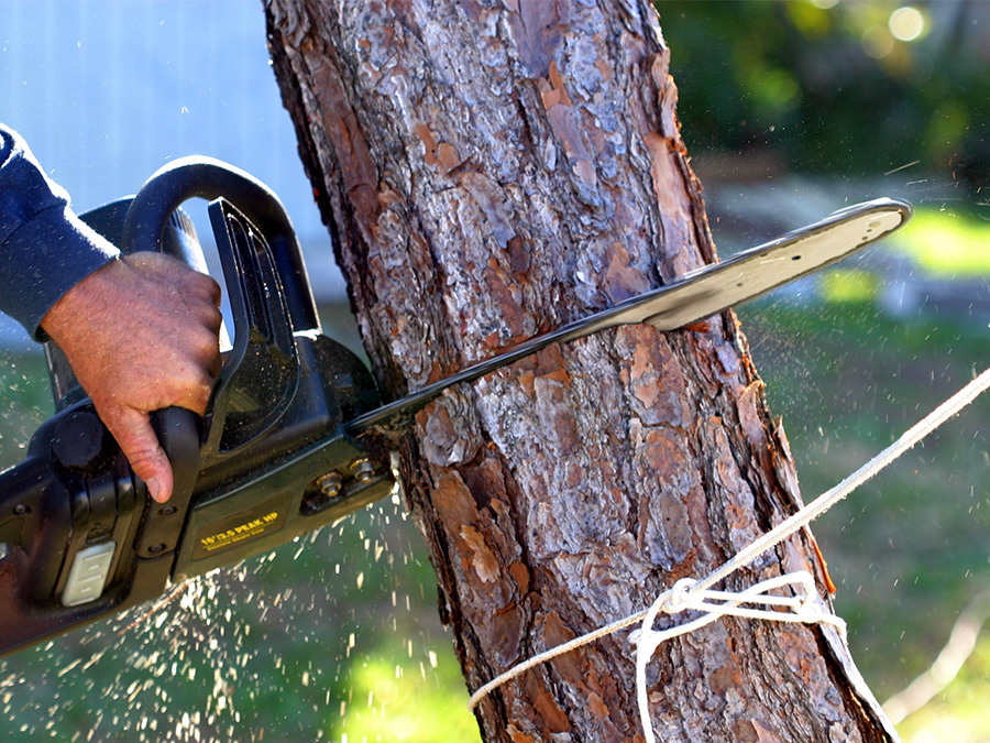 Tree Removal