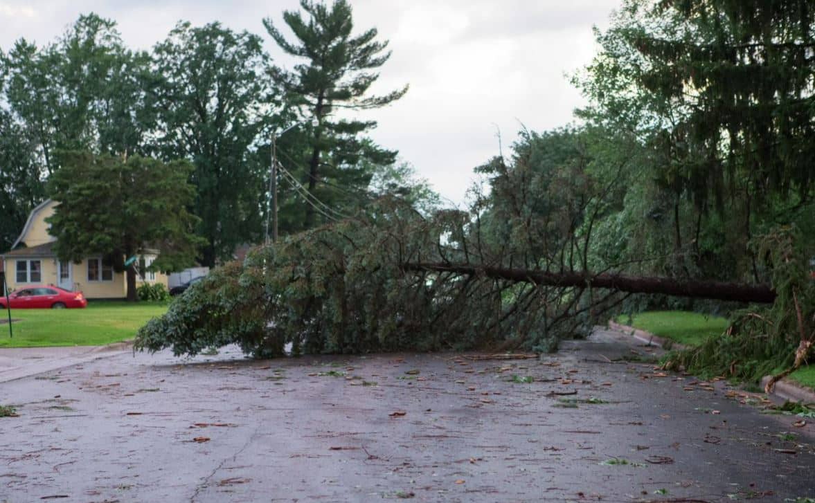 Tree Fall Down in the Road in Illawarra