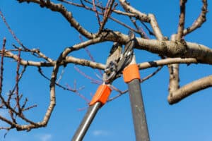 A Tree Pruning