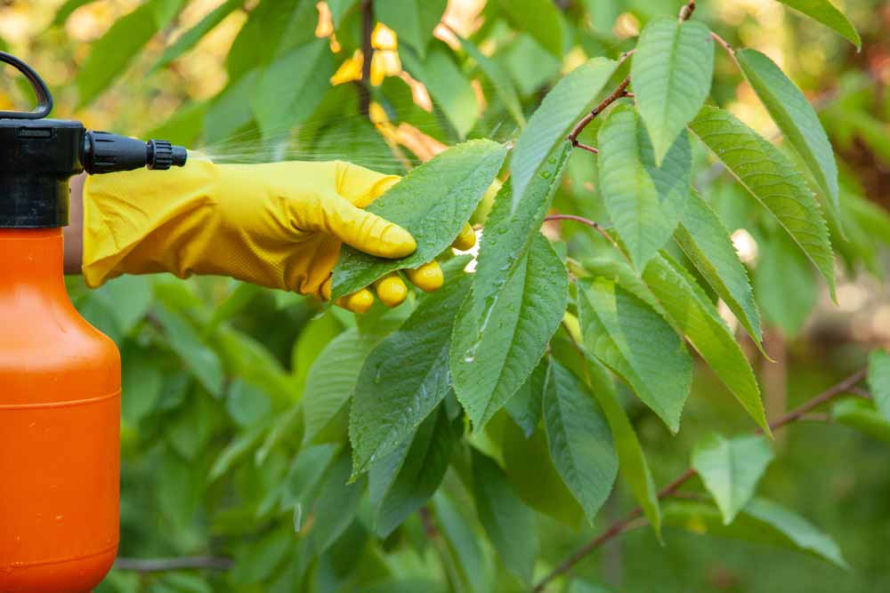 Gardener Applying Fertilizer Spray To Trees