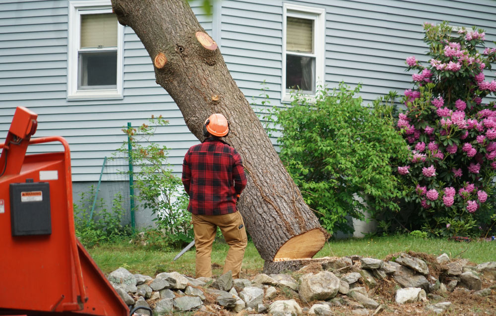 Removing A Tree