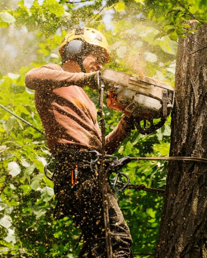 Professional Arborist Cutting A Tree
