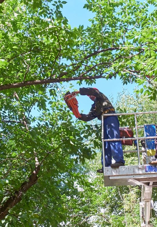 Professional Tree Trimming - Robert Mank Tree Care Service In NSW