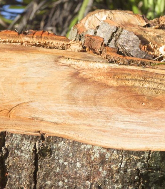 Closeup On A Tree Stump