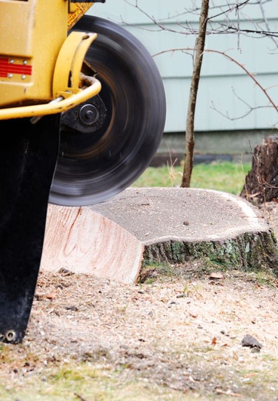 Stump Removal - Robert Mank Tree Care Service In NSW