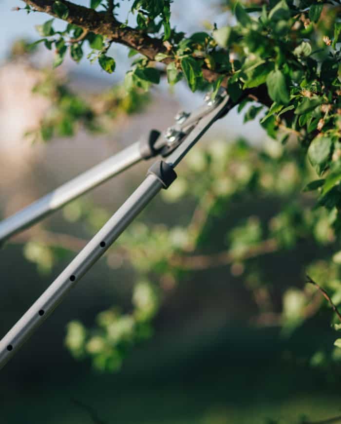 Pruning Trees - Robert Mank Tree Care Service In NSW