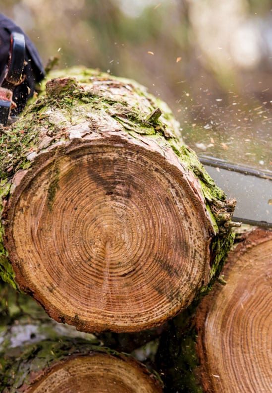 Chainsaw Cutting Tree Trunk - Robert Mank Tree Care Service In NSW