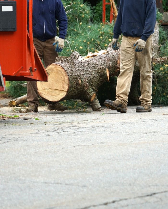 Tree Removal Services - Robert Mank Tree Care Service In NSW