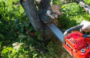 Tree Removal Company Illawarra NSW | Robert Mank Tree Care Services